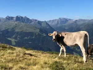 Montafon Alpleben