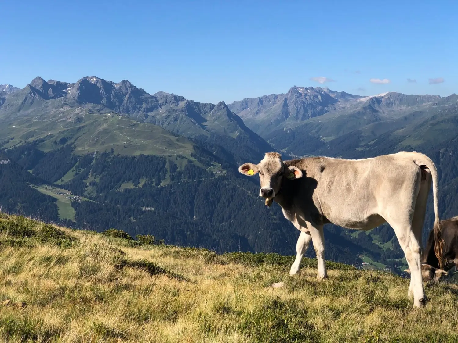 Montafon Alpleben
