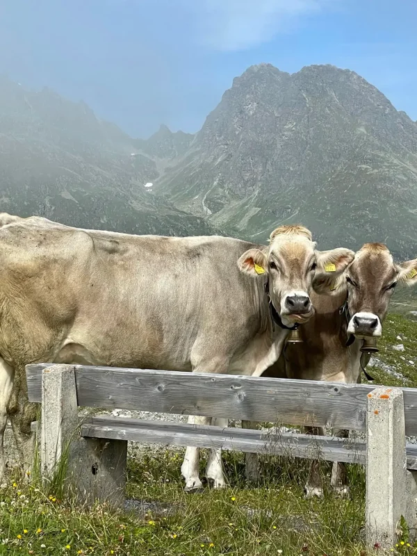 Alpsommer im Montafon